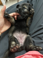 Obraz premium playing with cute dog. Curious puppy chewing of finger his pet owner. a cute brown small dog biting the hands of a woman holding it
