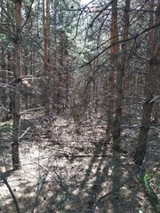 
photo young dense overgrown pine forest in spring. Ukraine Poltava region. To create natural inspiring scenes from Ukrainian forests