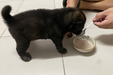 feeding puppy dog with spoon