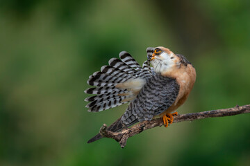 adult female red-footed falcon (Falco vespertinus) preening its tail feathers while perching on a branch, found in Hortobagy National Park