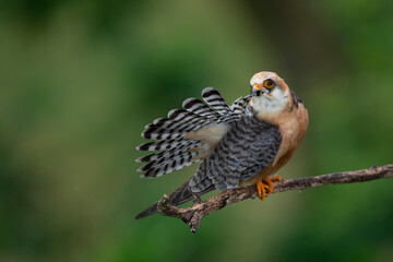 adult female red-footed falcon (Falco vespertinus) preening its tail feathers while perching on a branch, found in Hortobagy National Park