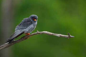 adult male red-footed falcon (Falco vespertinus) perching on a branch, found in Hortobagy National...