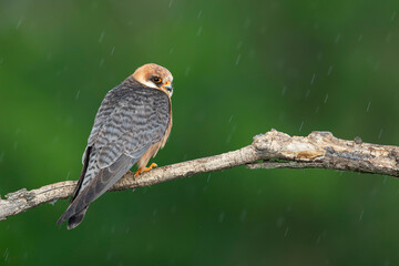 adult female red-footed falcon (Falco vespertinus) perching on a branch in the rain, found in Hortobagy National Park