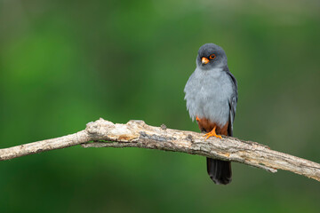 adult male red-footed falcon (Falco vespertinus) perching on a branch, found in Hortobagy National...