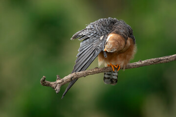 adult female red-footed falcon (Falco vespertinus) preening its wing feathers while perching on a...