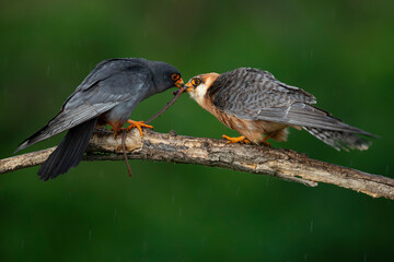 male red-footed falcons (Falco vespertinus) feeding the female with a earth worm as a bridal gift