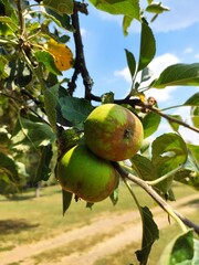 Apple tree