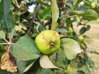 Apple tree
