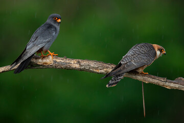 male red-footed falcons (Falco vespertinus) feeding the female with a earth worm as a bridal gift