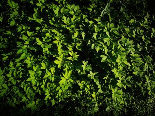 Illuminated meadow greenery texture background