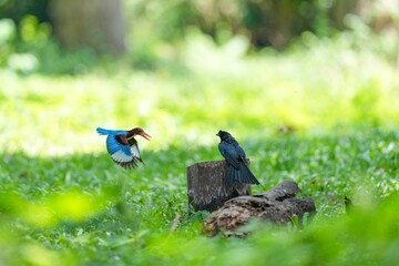 Obraz premium A loop-tailed stork and a kingfisher are flying to compete for food.