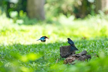 A loop-tailed stork and a kingfisher are flying to compete for food.