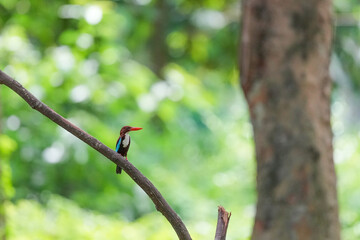 White-breasted kingfisher lives in the natural forests of Thailand.