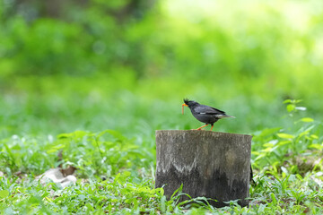 A myna is flying in search of food.