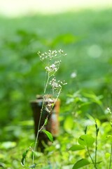 Flowers in the green grass