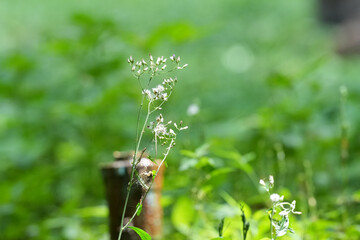 Flowers in the green grass