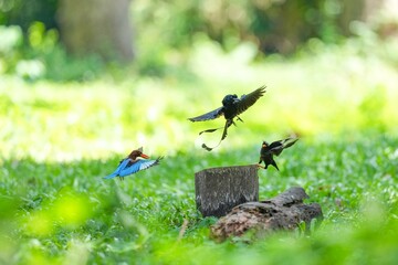 Snare-tailed storks, kingfishers and starlings are flying to compete for food.