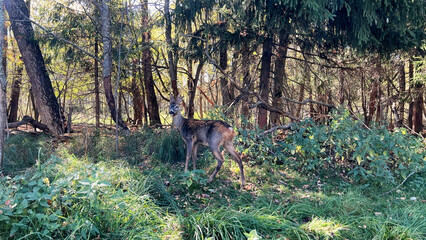 Deer standing gracefully in a lush green forest, surrounded by tall trees and dense underbrush,...