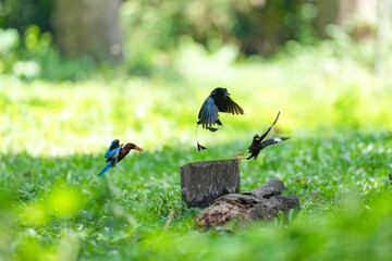 Snare-tailed storks, kingfishers and starlings are flying to compete for food.