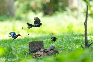 Snare-tailed storks, kingfishers and starlings are flying to compete for food.
