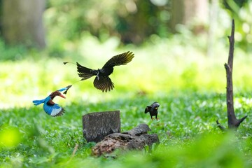 Snare-tailed storks, kingfishers and starlings are flying to compete for food.