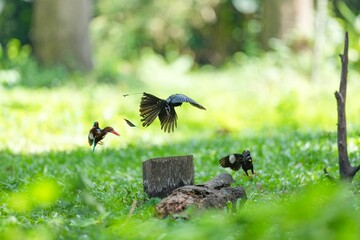 Snare-tailed storks, kingfishers and starlings are flying to compete for food.