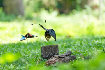 A loop-tailed stork and a kingfisher are flying to compete for food.