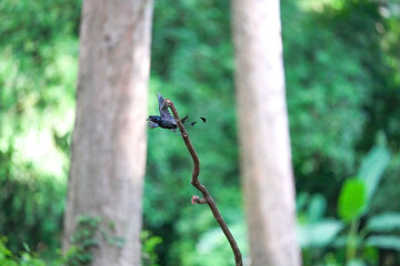 The loop-tailed stork lives in the natural forests of Thailand.