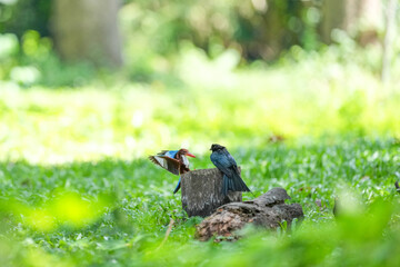 White-breasted Kingfisher and Loop-tailed Drongo live naturally in the forests of Thailand.