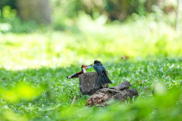 White-breasted Kingfisher and Loop-tailed Drongo live naturally in the forests of Thailand.