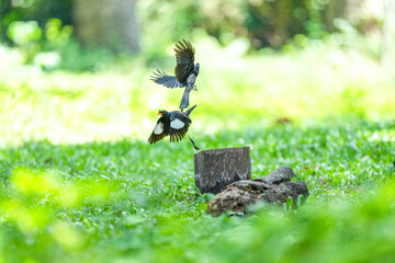 White-breasted Kingfisher and Loop-tailed Drongo live naturally in the forests of Thailand.
