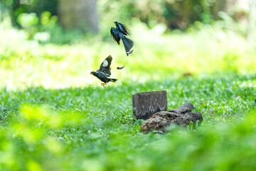 White-breasted Kingfisher and Loop-tailed Drongo live naturally in the forests of Thailand.