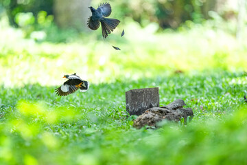 White-breasted Kingfisher and Loop-tailed Drongo live naturally in the forests of Thailand.