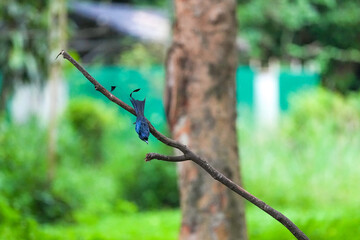 The loop-tailed stork lives in the natural forests of Thailand.
