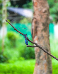 The loop-tailed stork lives in the natural forests of Thailand.