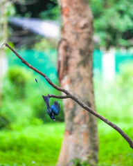 The loop-tailed stork lives in the natural forests of Thailand.
