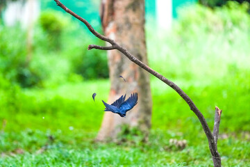 The loop-tailed stork lives in the natural forests of Thailand.