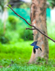 The loop-tailed stork lives in the natural forests of Thailand.