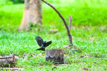 The loop-tailed stork lives in the natural forests of Thailand.