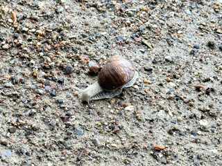 Roman snail (Helix pomatia) crawls leisurely across the ground. High quality photo