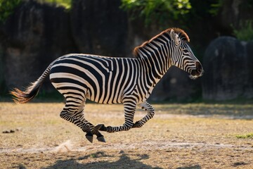 Side View of a Zebra Standing in Nature with Lush Green Background