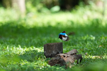 White-breasted Kingfisher lives naturally in the forests of Thailand.