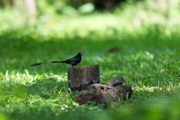 The loop-tailed stork lives in the natural forests of Thailand.