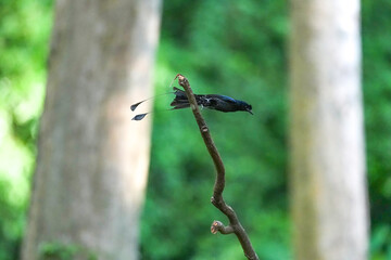 The loop-tailed stork lives in the natural forests of Thailand.