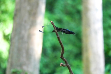 The loop-tailed stork lives in the natural forests of Thailand.