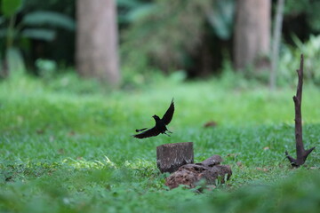 The loop-tailed stork lives in the natural forests of Thailand.