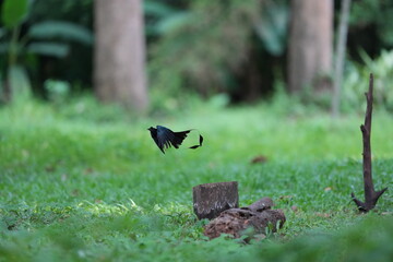 The loop-tailed stork lives in the natural forests of Thailand.
