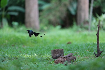 The loop-tailed stork lives in the natural forests of Thailand.