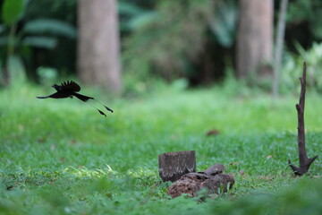 The loop-tailed stork lives in the natural forests of Thailand.