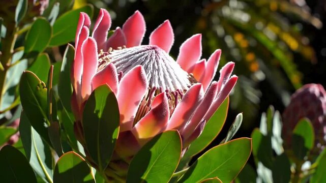 Vibrant Protea Flower Blooming in Sunlight with Lush Green Foliage and Bokeh Background